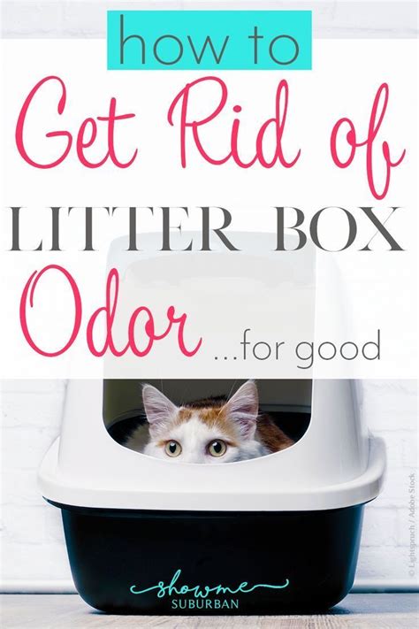 Magic blue litter box for cats